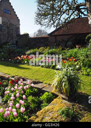 Angolo soleggiato della Chenies Manor sunken garden a tulip time con cordyline; pavilion edificio e sala da tè che incorniciano la coloratissima tulip le frontiere Foto Stock