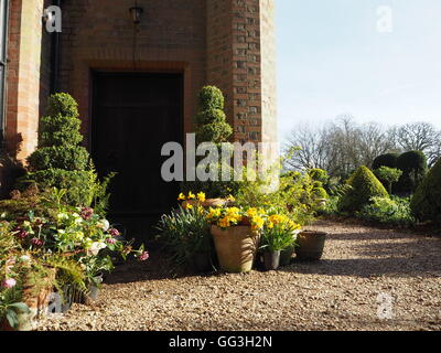 Chenies Manor angolo, porta e percorso di scandole di prato refilato con siepe di bosso topiaria da e. Collezione di vasi tulip Foto Stock