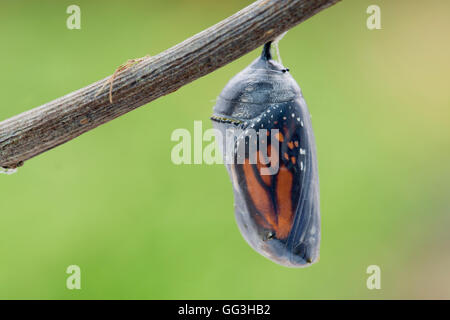 Farfalla monarca Pupa; Danaus plexippus REGNO UNITO Foto Stock