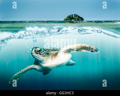 Una tartaruga di mare navigando in un'onda Foto Stock