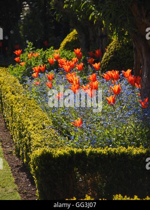 Bella, retroilluminato "ballerina" tulipani a Chenies Manor in aprile sunshine. Vivaci tulipani arancione e blu Myosotis nella siepe di bosso. Foto Stock