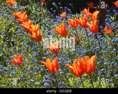 Retroilluminato splendidamente "ballerina" tulipani a Chenies Manor in aprile sunshine. Bella tulipani arancione e blu Myosotis. Foto Stock