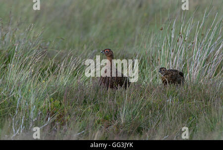 Red Grouse - Lagopus lagopus scotica con pulcino. Regno Unito Foto Stock