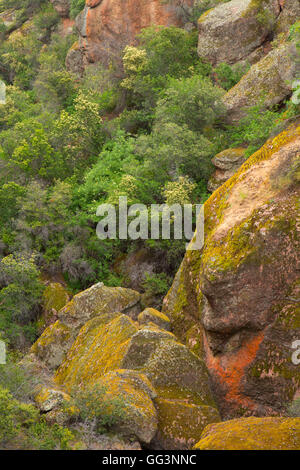 Bear Gulch Mosè lungo un sentiero per la primavera, i pinnacoli National Park, California Foto Stock