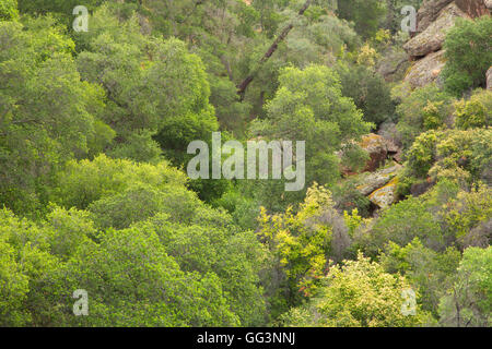 Bear Gulch Mosè lungo un sentiero per la primavera, i pinnacoli National Park, California Foto Stock