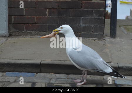 Una fame seagull ingestione di un cono gelato. Whitby, North Yorkshire, Regno Unito Foto Stock