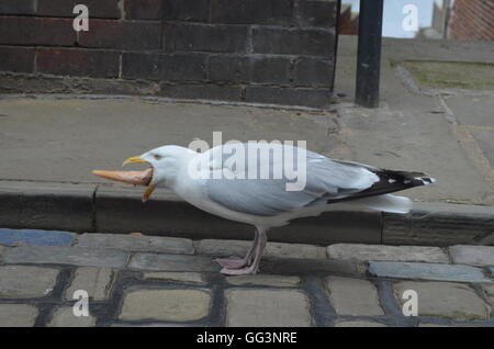 Una fame seagull ingestione di un cono gelato. Whitby, North Yorkshire, Regno Unito Foto Stock