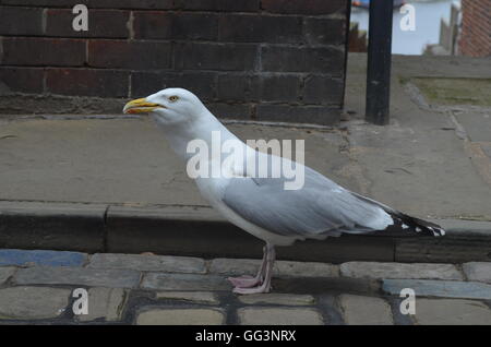 Una fame seagull ingestione di un cono gelato. Whitby, North Yorkshire, Regno Unito Foto Stock