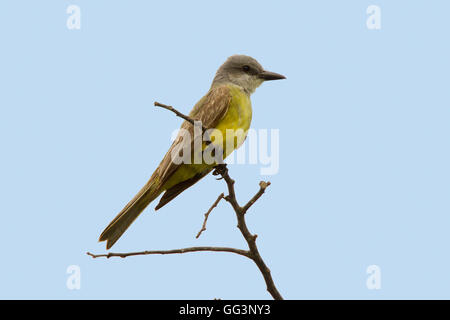 Tropical Kingbird Tyrannus melancholicus San Blas, Nayarit, Messico 6 Giugno Tyrannidae adulti Foto Stock