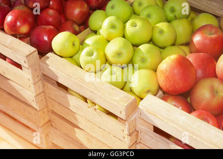 Scatole di legno con mature mele rosse in una giornata di sole Foto Stock