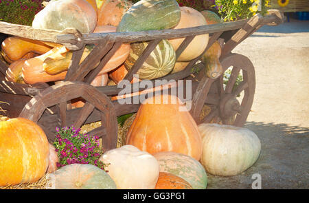 Molte colorate zucche vicino a un carrello di legno su una soleggiata giornata autunnale Foto Stock