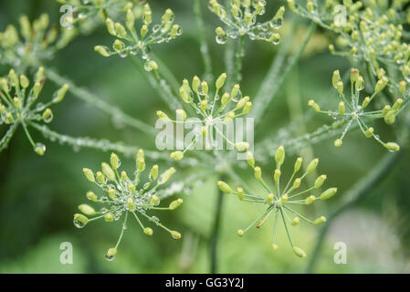 Aneto in giardino coperto con goccioline dopo una pioggia Foto Stock