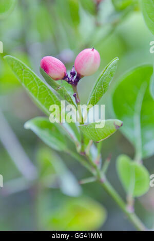 Vista la messa a fuoco di frutta Karanda sulla struttura ad albero (chiamato anche come Carissa carandas Linn, Karanda Carunda, Cristo's thorn, Carissa CILIEGIA, Foto Stock