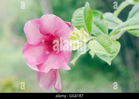 Rosa rosa del deserto fiore (Altri nomi sono rosa del deserto, simulazione di Azalea, Pinkbignonia, Impala lily, Adenium obesum, Chuanchom) in Rama Foto Stock