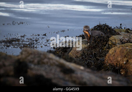 American Mink tenendo il pesce di mare Foto Stock