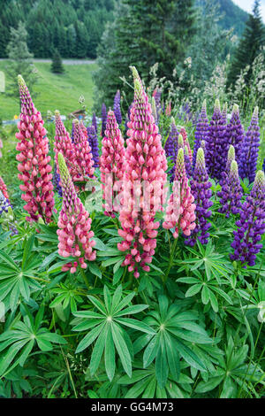 Bellissimi Fiori di lupino dot le valli delle Alpi in estate Foto Stock