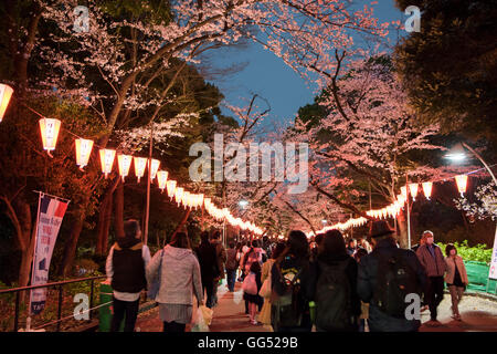 Fiore di Ciliegio, il Parco Ueno Taitoa-Ku, Tokyo, Giappone Foto Stock