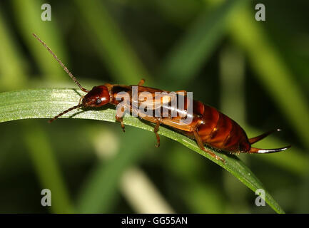 Politica europea comune earwig (Forficula auricularia) Foto Stock