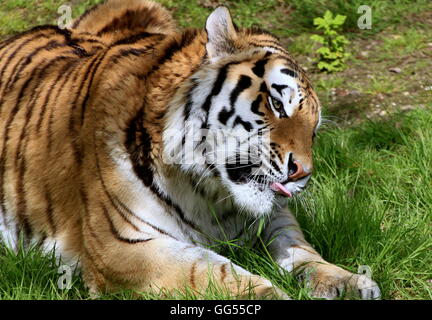 Maschio maturo siberiano o tigre di Amur (Panthera tigris altaica) leccare le sue labbra Foto Stock