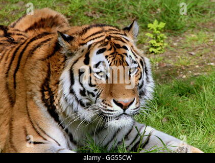 Feroce cercando maschio siberiano o tigre di Amur (Panthera tigris altaica) Foto Stock