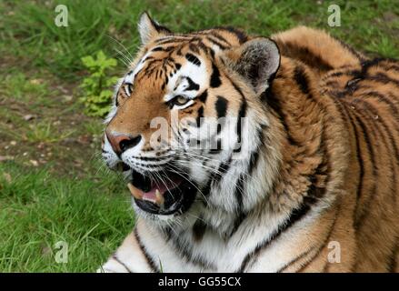 Brontolio siberiano maschio o tigre di Amur (Panthera tigris altaica) in primo piano Foto Stock