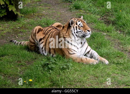 Maschio maturo siberiano o tigre di Amur (Panthera tigris altaica) Foto Stock