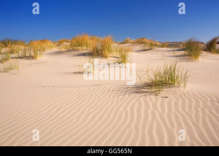 Le dune di sabbia con le increspature sulla isola olandese di Terschelling su una luminosa e soleggiata giornata. Foto Stock