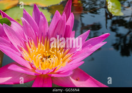 Fiore di loto in rosa viola colore viola. bee insetto in polline con foglie verdi in natura acqua pond. close up, luce orbs Foto Stock