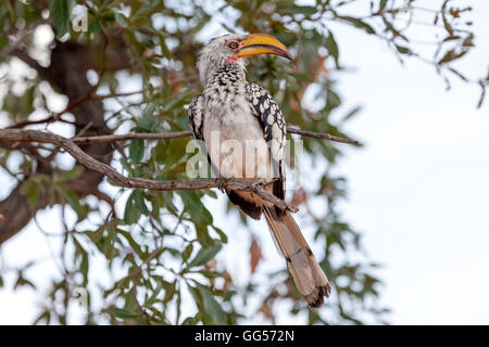 Il Parco Nazionale di Etosha Namibia Southern Yellow fatturati Hornbill (Tockus leucomelas), vicino l'Okonjima Foto Stock