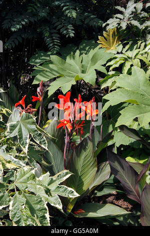 CANNA VERDI. INDIAN SHOT impianto. Foto Stock