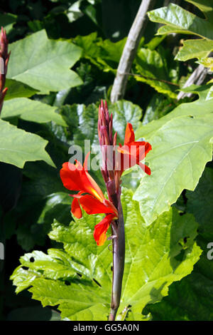 CANNA VERDI. INDIAN SHOT impianto. Foto Stock