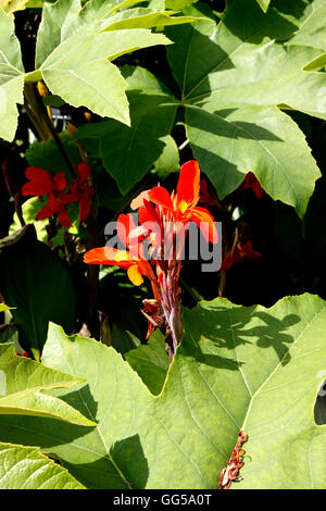 CANNA VERDI. INDIAN SHOT impianto. Foto Stock