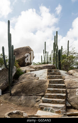 Massi Divi Divi alberi e cactus nel giardino di Aruba Foto Stock