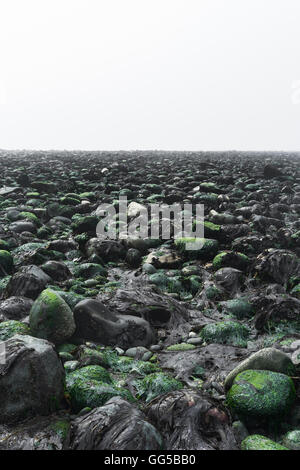 Primordiale, rocky Ocean Beach con alghe marine e un cielo nebbioso Foto Stock