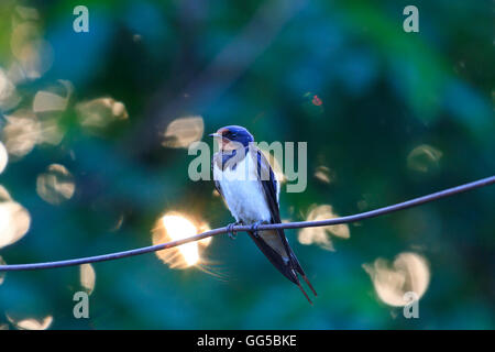 Swallow seduto su un filo al tramonto Foto Stock