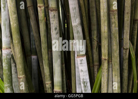 Alberi di bambù Foto Stock