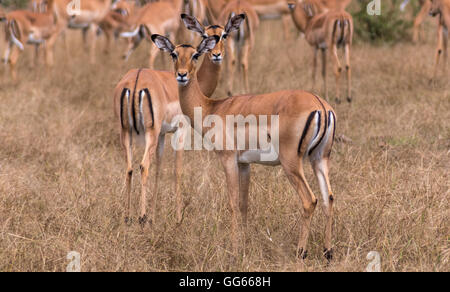 Impala femmina nella Riserva Selous Tanzania Foto Stock