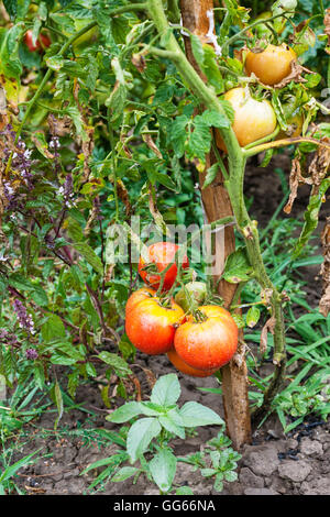 Boccola con pomodori maturi sul picchetto nel giardino vegetale dopo la pioggia Foto Stock