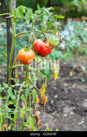 Boccola con pomodori sul gioco in giardino vegetale dopo la pioggia Foto Stock