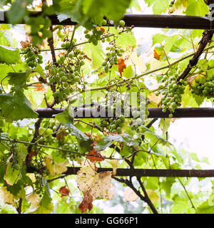 Uva verde sul cortile della casa di campagna in estate piovosa giornata Foto Stock