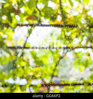 Le gocce di pioggia sul vetro della finestra della casa di campagna e sfocata vigna su sfondo nel giorno di estate Foto Stock