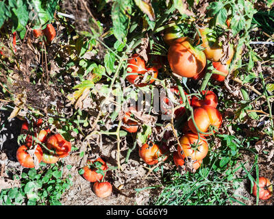 Mature pomodori rossi sul paletto di legno nel giardino illuminato dal sole Foto Stock