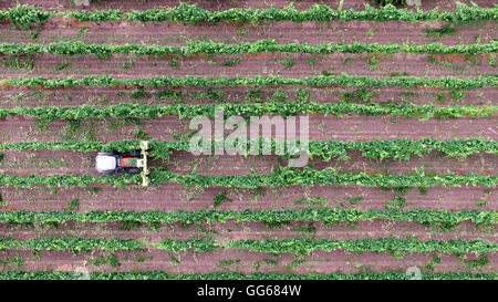 Vista aerea di una macchina agricola, il trattore lavora in una vigna tra le righe. Foto Stock