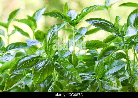 Primo piano di foglie di basilico fresco di crescita della pianta in giardino Foto Stock