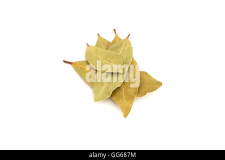 Baia di secco foglie di alloro isolati su sfondo bianco Foto Stock