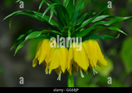 La corona imperiale in fiore. Foto Stock