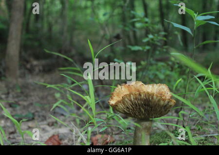 Un fungo morente nel bosco (conifere decidue) Foto Stock