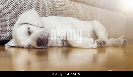 Stanchi di cane dormire sul pavimento in parquet Foto Stock