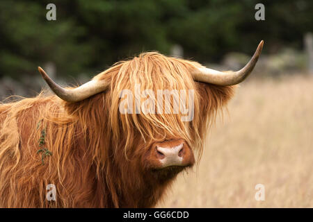 Scottish highland mucca Foto Stock