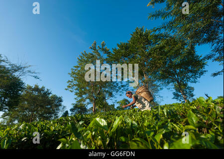 Una donna raccoglie le foglie di tè in Assam nel nord-est dell India, India, Asia Foto Stock